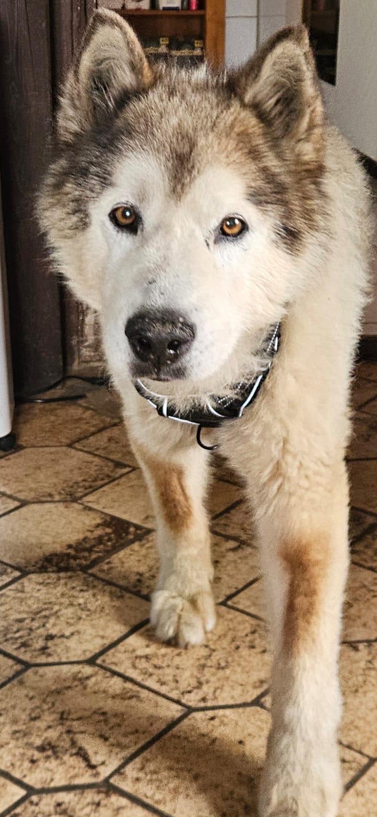 Goliath